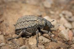 Brachycerus plicatus