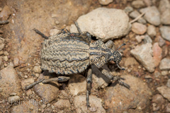 Brachycerus plicatus