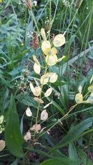 Thlaspi arvense