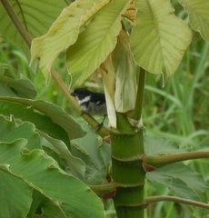 Sporophila americana