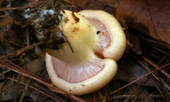 Hygrophorus flavodiscus