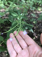 Epilobium montanum