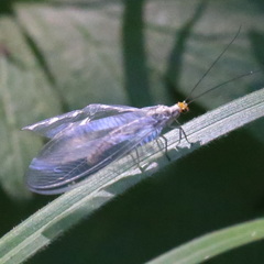 Nothochrysa fulviceps