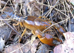 Lacunicambarus diogenes