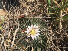 Echinofossulocactus arrigens