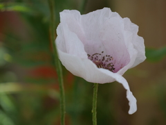 Papaver somniferum