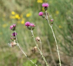 Carduus litigiosus