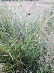 Microbotryum tragopogonis-pratensis