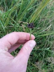 Microbotryum tragopogonis-pratensis