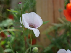 Papaver somniferum