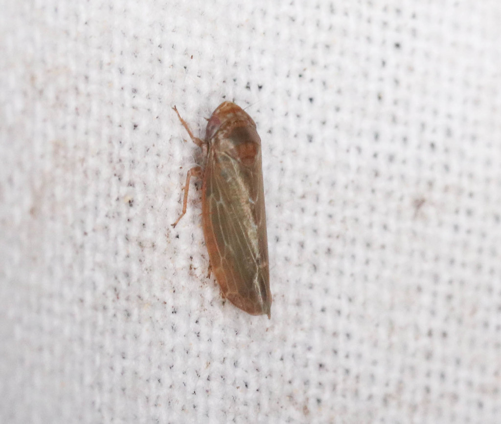 Speudotettix subfusculus