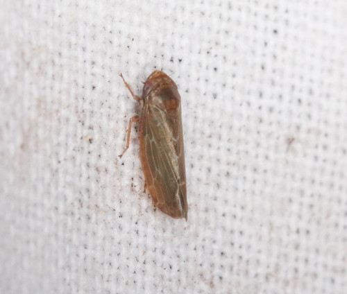 Speudotettix subfusculus