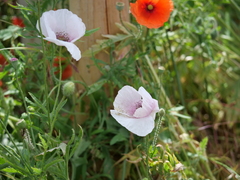 Papaver somniferum