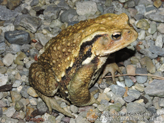 Bufo formosus