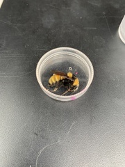 Bombus borealis