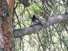 Phoenicurus ochruros