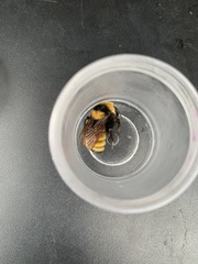 Bombus borealis