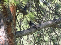 Phoenicurus ochruros