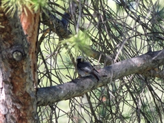 Phoenicurus ochruros