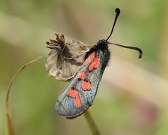 Zygaena oxytropis