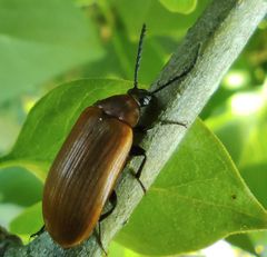 Pseudocistela ceramboides