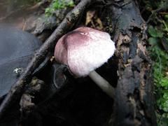 Agaricus lodgeae
