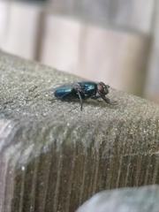 Protocalliphora
