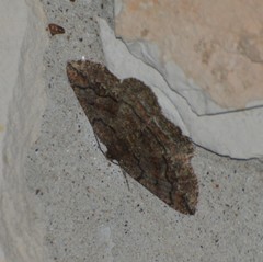 Pterospoda nigrescens