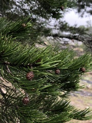 Pinus remota