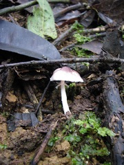 Agaricus lodgeae
