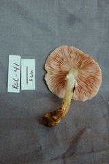 Agaricus lodgeae