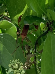 Chondrocera laticornis