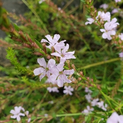 Lythrum alatum image