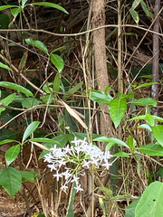 Pavetta hongkongensis