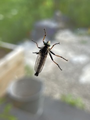 Neoitamus cothurnatus