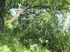 Angelica archangelica