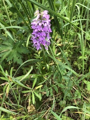 Dactylorhiza majalis baltica