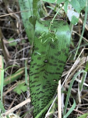 Dactylorhiza majalis baltica