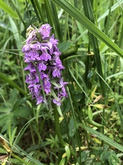 Dactylorhiza majalis baltica
