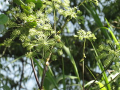 Angelica archangelica