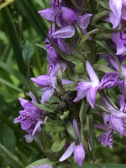 Dactylorhiza majalis baltica