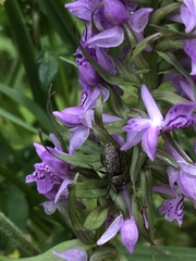 Dactylorhiza majalis baltica
