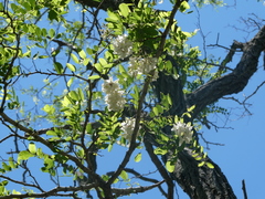 Sophoreae