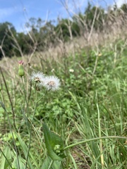 Emilia sonchifolia image