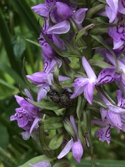 Dactylorhiza majalis baltica