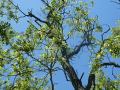 Sophoreae