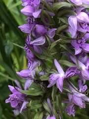Dactylorhiza majalis baltica