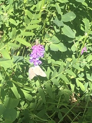 Glaucopsyche lygdamus