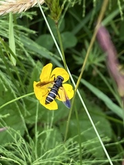 Temnostoma bombylans