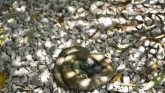 Malpolon monspessulanus